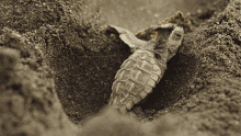 Climbing Up World Turtle Day GIF - Climbing Up World Turtle Day Untamed GIFs