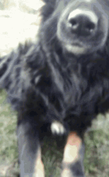 psy dog