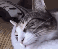 Cat Cats GIF - Cat Cats Cats Of Internet GIFs