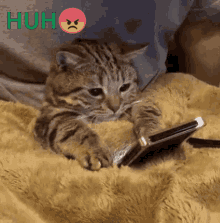 Huh Dont Bother Me GIF - Huh Dont Bother Me Cat GIFs