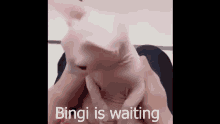 bingues bingus