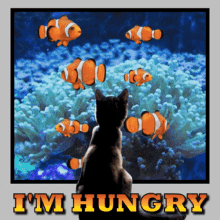 Im Hungry Cat GIF - Im Hungry Hungry Cat GIFs