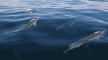 Swimming Dolphins Moving Dolphins GIF - Swimming Dolphins Moving Dolphins Dolphin Family GIFs