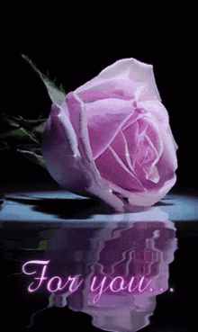 Pink Rose Pink Flower GIF - Pink Rose Pink Flower GIFs
