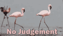 No Judgment Rooster GIF - No Judgment Rooster Flamingo GIFs