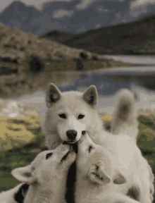 Woof Wolves GIF - Woof Wolves White GIFs