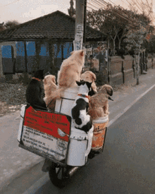 Dogs On Bike Ride GIF - Dogs On Bike Ride Cute GIFs