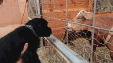Dog Weed Em And Reap GIF - Dog Weed Em And Reap Goat GIFs