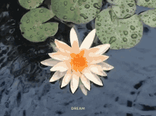 Lotus Water GIF - Lotus Water Lily GIFs