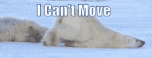 Can'T Move GIF - Cant Move Lazy Sore GIFs