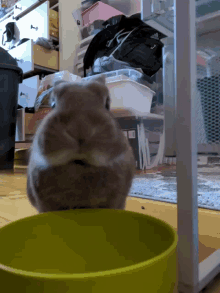 rocky bunny eating bunny eating bowl