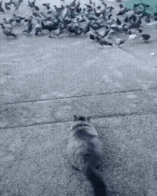 Funny Animals Cat GIF - Funny Animals Cat Attack GIFs