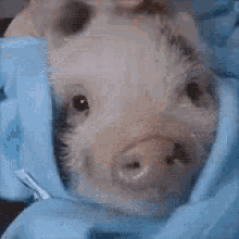 Pig Littlepig GIF - Pig Littlepig Sweet GIFs