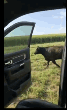 Cow Running GIF - Cow Running GIFs