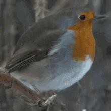 Bird Wildlife GIF - Bird Wildlife Dancing GIFs