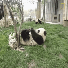 Eating 360baby Pandas GIF - Eating 360baby Pandas Yummy GIFs