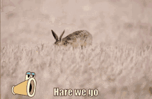 Hairy Moment Hare We Go GIF - Hairy Moment Hare We Go Friends GIFs