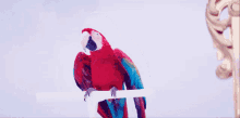 dancing macaw