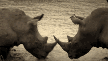 Engage In A Fight The Bullying Bull Rhino GIF - Engage In A Fight The Bullying Bull Rhino World Rhino Day GIFs