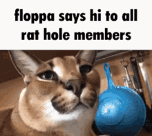 floppa hi hello rat hole tylerdotcom