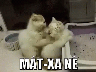 Mèo, Yêu, Mátxa, Massage, Xoabóp GIF - Cat Love Bestfriends - Discover ...