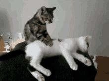 Cat Cats GIF - Cat Cats Massage GIFs