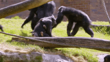 Running National Geographic GIF - Running National Geographic Secrets Of The Zoo Down GIFs