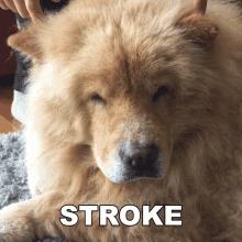 Dog Stroke GIF - Dog Stroke Doggo GIFs