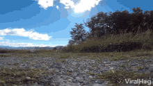 Sneaky Animal Stealing Camera GIF - Sneaky Animal Stealing Camera Running Away GIFs