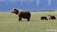 Bear Stand GIF - Bear Stand Standing GIFs
