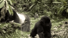 walk away mountain gorillas survival dian fosseys legacy lives on short film showcase baby gorilla leaving