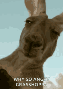 Kangaroo Animal GIF - Kangaroo Animal Chewing GIFs