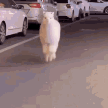 Alpaca Llama GIF - Alpaca Llama Tiktok GIFs