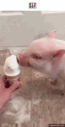 Pig Ice Cream GIF - Pig Ice Cream Shitpost GIFs