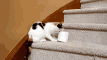 Grabbing The Pet Collective GIF - Grabbing The Pet Collective Tissues GIFs