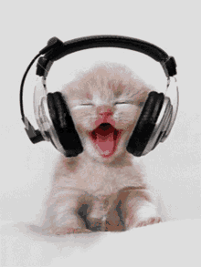 cat headphones grooving jamming music