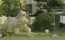 dog what the dog doin what the dog doing calbee calbee dog dog what the dog doin what the dog doing calbee calbee dog