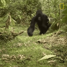 walk away mountain gorillas survival dian fosseys legacy lives on short film showcase gorilla patrolling