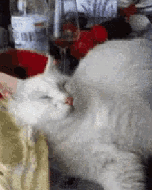 Cat Food GIF - Cat Food Hungry GIFs