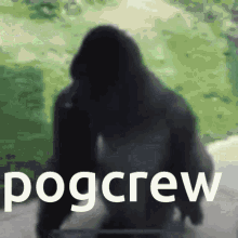 Pogcrew Gorilla Spin GIF - Pogcrew Gorilla Spin GIFs