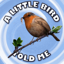 A Little Bird Told Me I Know Your Secret GIF - A Little Bird Told Me I Know Your Secret I Have Heard GIFs