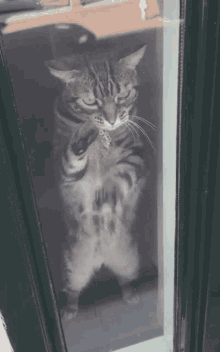 Cat Atten GIF - Cat Atten Let Me Out GIFs