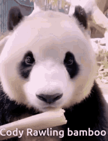 Cody Rawling Bamboo GIF - Cody Rawling Bamboo Panda Eat GIFs
