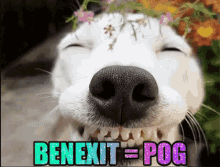 Benexit Dog GIF - Benexit Dog Benexit Is The Best Dog In The World Prove Me Wrong GIFs