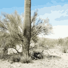 Stupid Pointy GIF - Stupid Pointy Arizona GIFs
