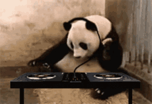 Panda Dj GIF - Panda Dj GIFs