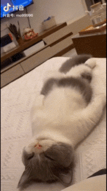 Cat Nap GIF - Cat Nap Catnap GIFs