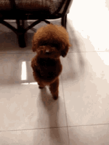 dog dance dog dance
