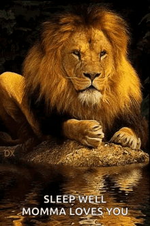 Lion Water GIF - Lion Water Flowing GIFs