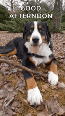 Excited Good Afternoon GIF - Excited Good Afternoon Dog GIFs